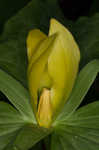 Yellow trillium